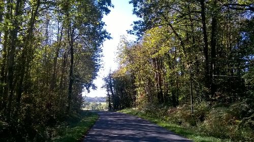 Vue d'une route entourée de bois